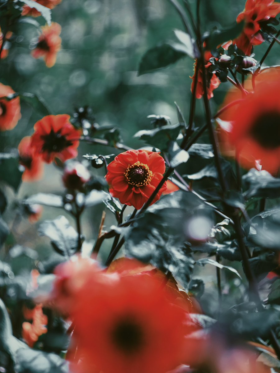 noco3n_com's tweet photo. FUJIFILM X-T10 https://t.co/4Ttm0FrnBk