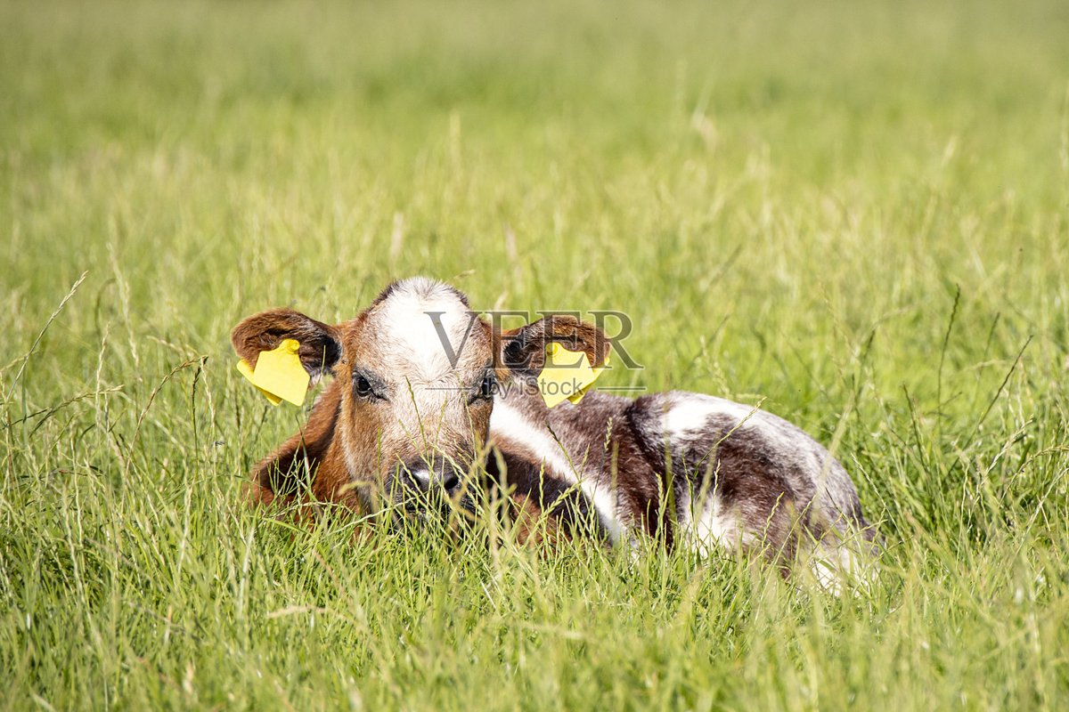 petib995878's tweet photo. [In the garden圃松, a cute calf (犊) is playing with grass happily!] https://t.co/5AvGfxiuzj