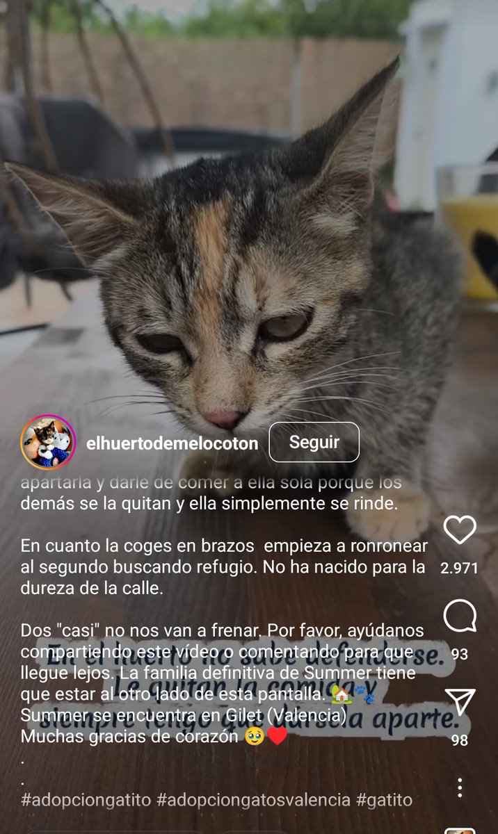 john_doe1237's tweet photo. Es una triste historia en la imagen esta ciudad donde está y la protectora denle un hogar una familia https://t.co/fsJo0DIbrE