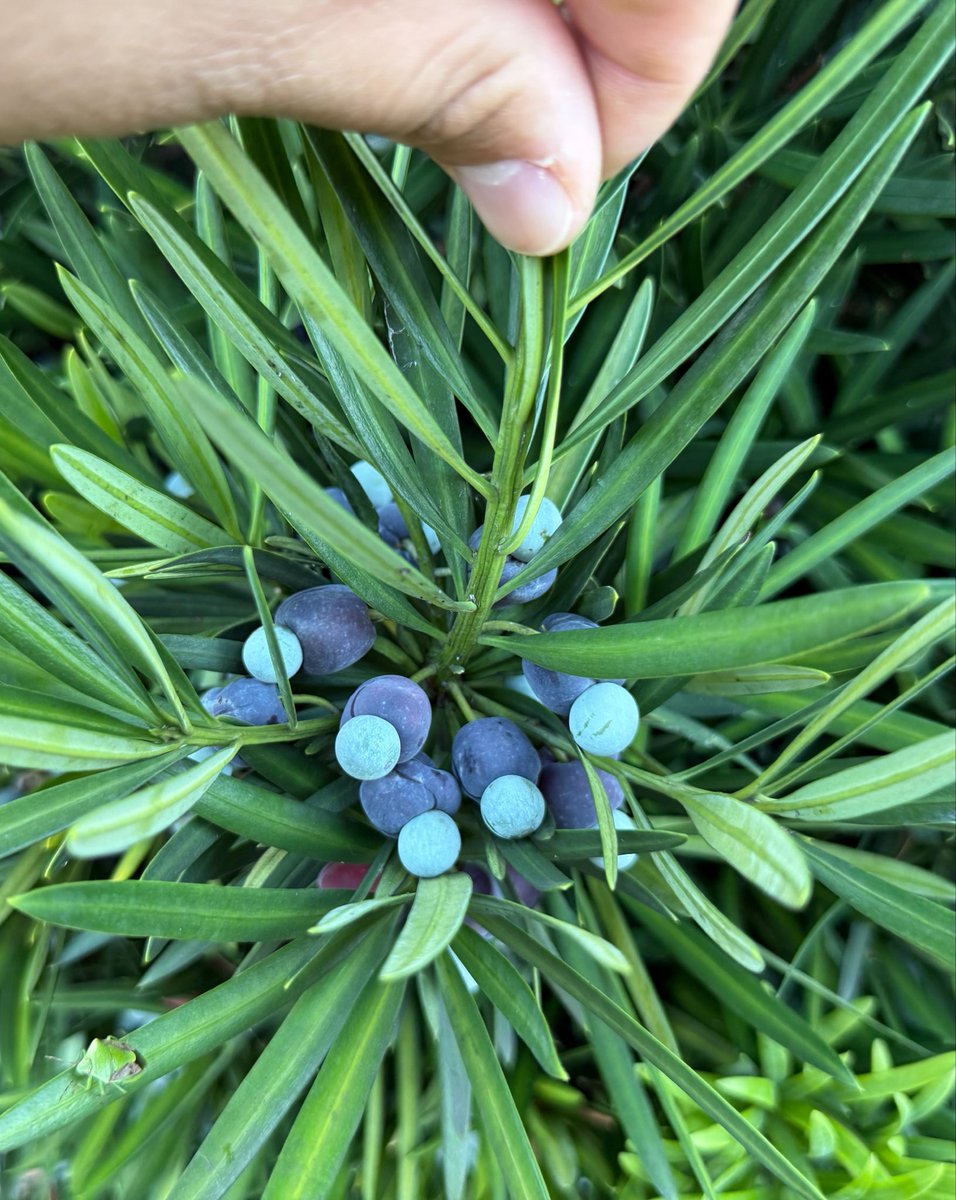 kakafruits's tweet photo. ジャパニーズ・ストレンジフルーツ
Japanese strange fruits

イヌマキ https://t.co/9rNL2sTGFh