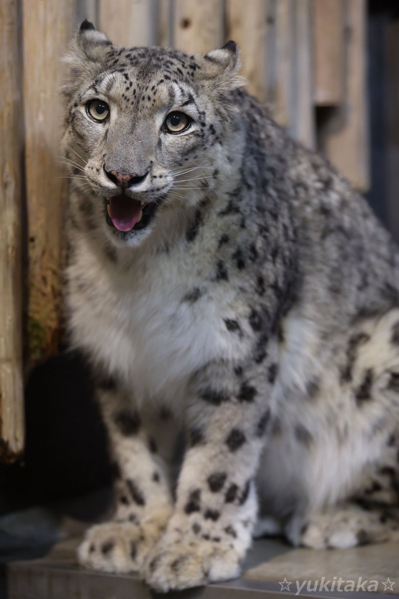 taka62430270's tweet photo. ジーマさん♪　#いしかわ動物園 #ユキヒョウ #ジーマ https://t.co/YiDZGTtUYK