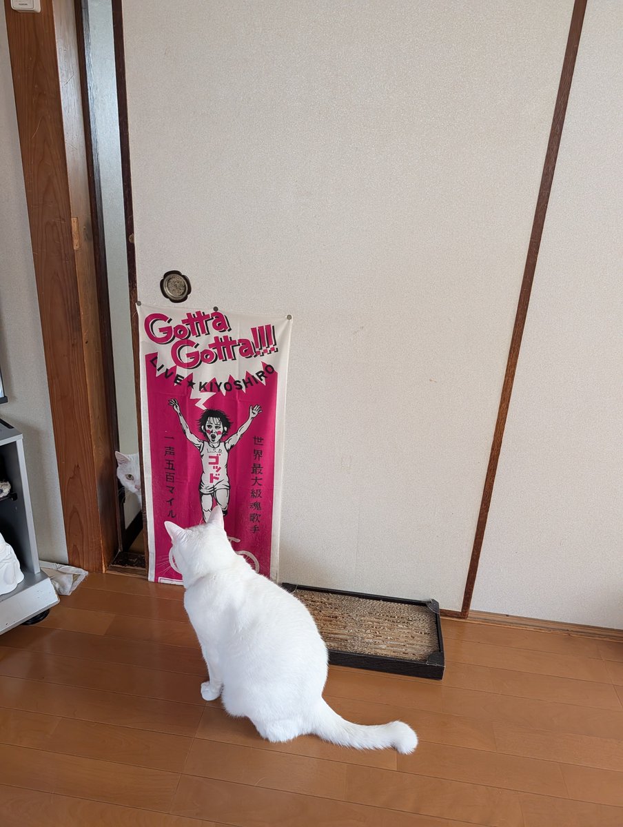 pikako1029's tweet photo. 部屋に入るか思案中の金目白猫さん
一歩入ったら完璧青目白猫さんに攻撃されるもんな

#猫のいる幸せ
#猫のいる暮らし https://t.co/8HKFZpYZFx