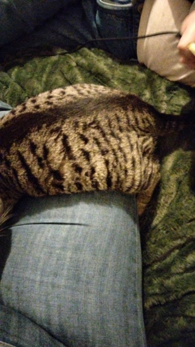MaternalDriver's tweet photo. //if we're doing weird poses she chose to sit here for like 30 minutes with her paws on the bed but tummy on my leg https://t.co/YPfh2ke5nP