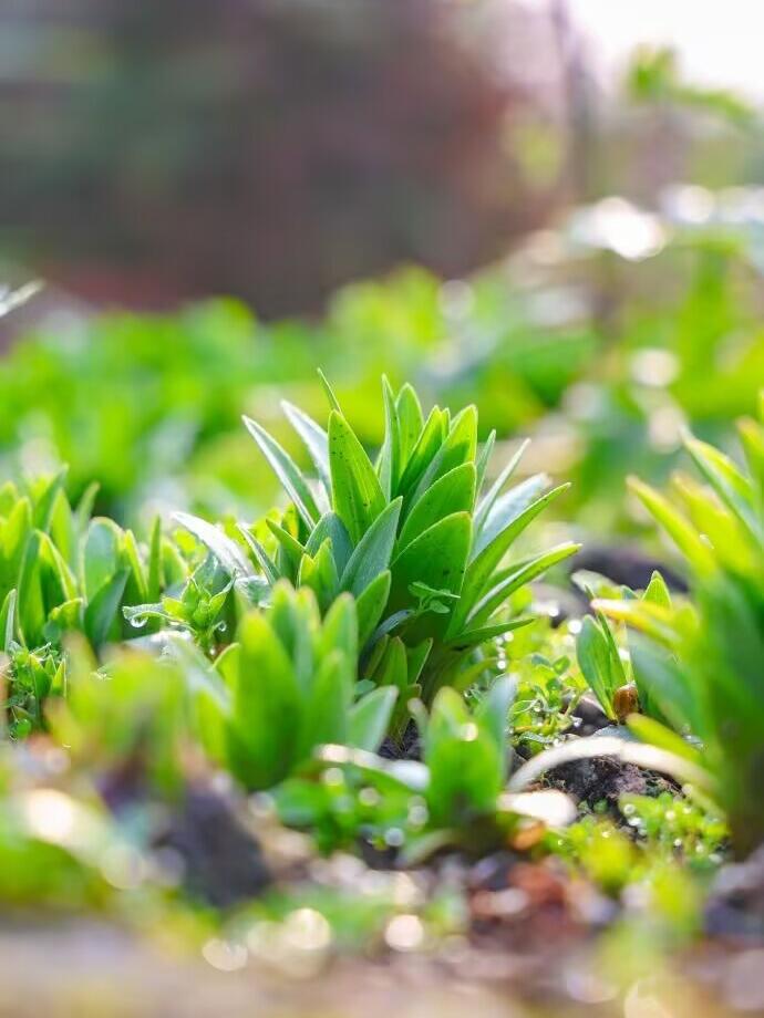 ezofrn334's tweet photo. Spring comes with a fresh start, leaving tiny, cute traces in the world. https://t.co/GXiurks3Kf