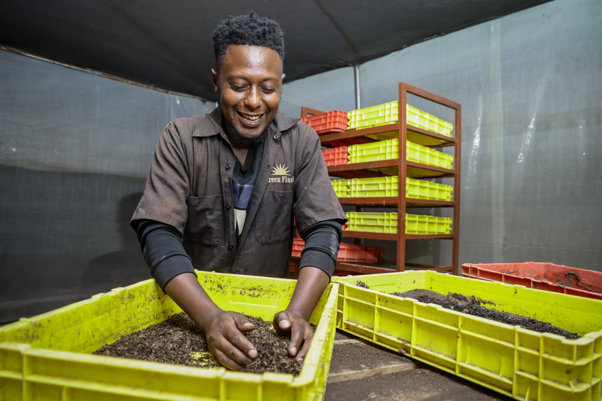 JacksonMambo9's tweet photo. Meet the tiny hero of Makueni's markets: the Black Soldier Fly. 🪰

Its larvae turn market waste into organic fertilizer and feed for chickens and fish. Green tech, local hands.
 #MajiNaTakaKE https://t.co/A10CC4iwxv