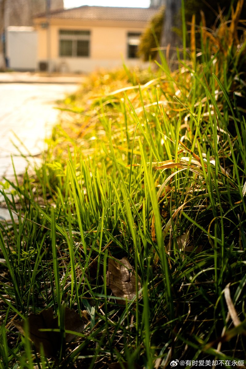 aisls308622's tweet photo. When the budding buds (芽) are ready to compete (竞) with the morning sun, the dog barks (吠) softly—waiting (等) for a gentle breeze. https://t.co/YMpGe4paLh