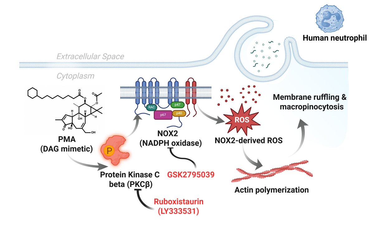 antioxidants_OA's tweet photo. 📖 Mechanistic Insights into Redox-Dependent Macropinocytosis in Primary Human Neutrophils
✍️ Stephen A. Addo, et al.
🔗 https://t.co/zgghVabgav
#Antioxidants #RedoxBiology #Macropinocytosis #Neutrophils #NOX2 #ROS #CellSignaling #Immunology #CellBiology #OxidativeStress https://t.co/KWbC9ysrZq