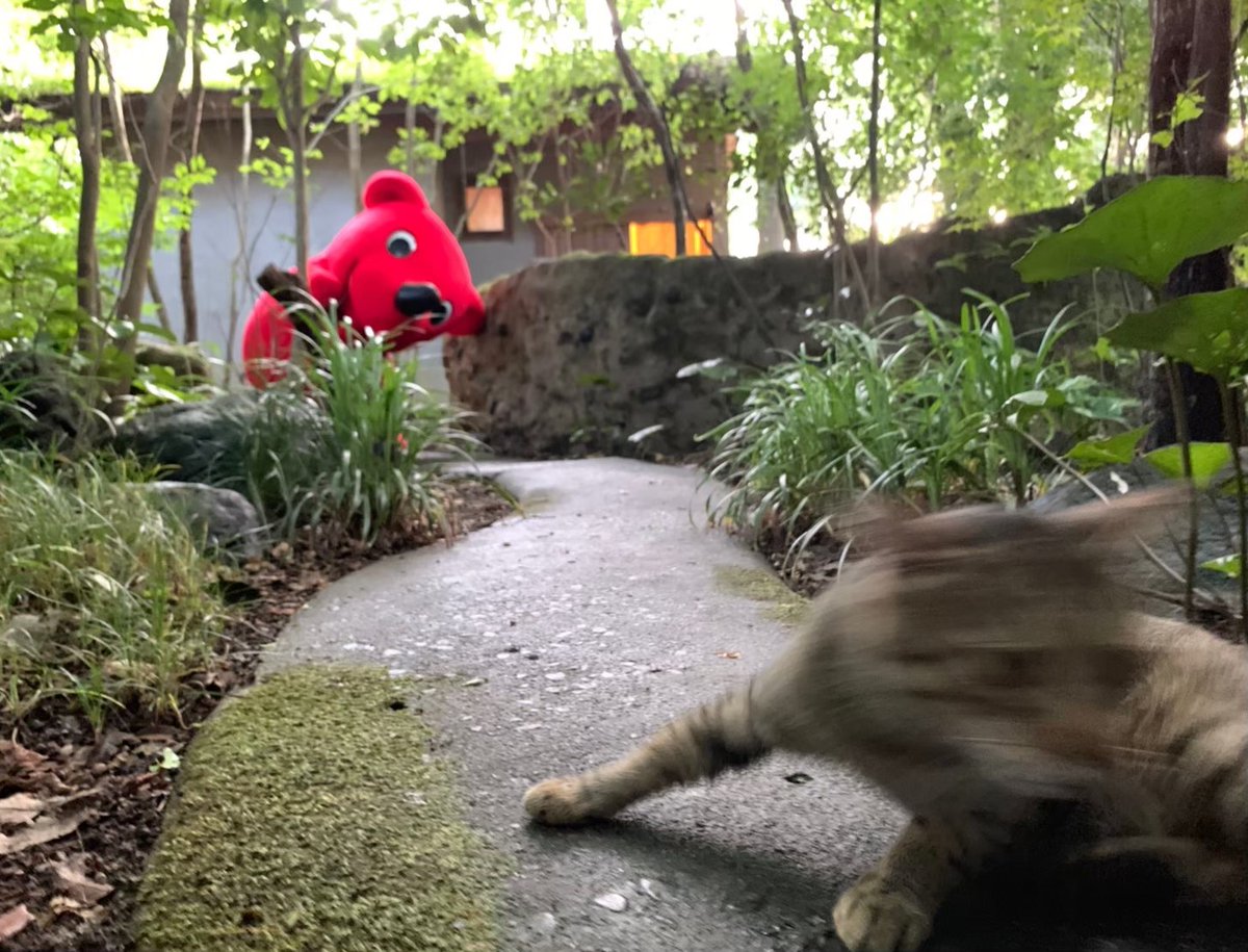 chi_bakun_chiba's tweet photo. おはちばー！
あ、逃げられたっ🐾 https://t.co/dGmfUPxGCs