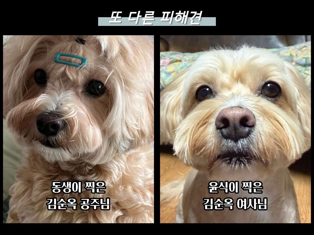 70zoooz07's tweet photo. 아니 근데 요즘 김윤식 자칫 방심하면 라방할때도 말 놓아서 반존대 될때 있는데 이거 참 야르함 https://t.co/mNbxs6rflr