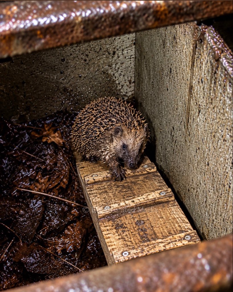 earthcurated's tweet photo. 🇬🇧: Some cattle grids across England have been fitted with tiny escape ramps to help hedgehogs and other small animals that fall through the bars climb back out. https://t.co/aKk1WuC1aV