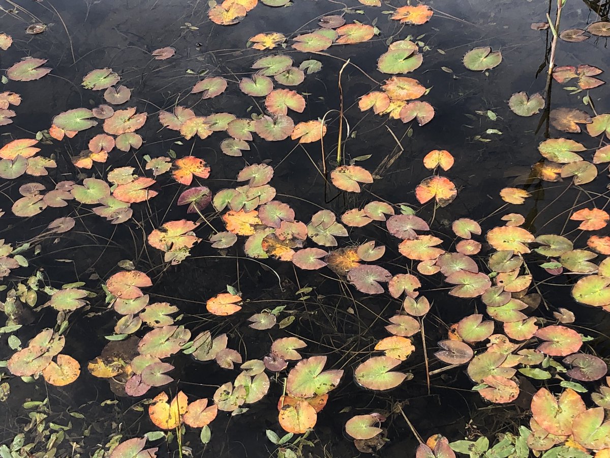 IjN9fv's tweet photo. さっきの池の晩秋の姿
あまり知られてないけど…水草も紅葉するんですよね https://t.co/84o7NY8A5V