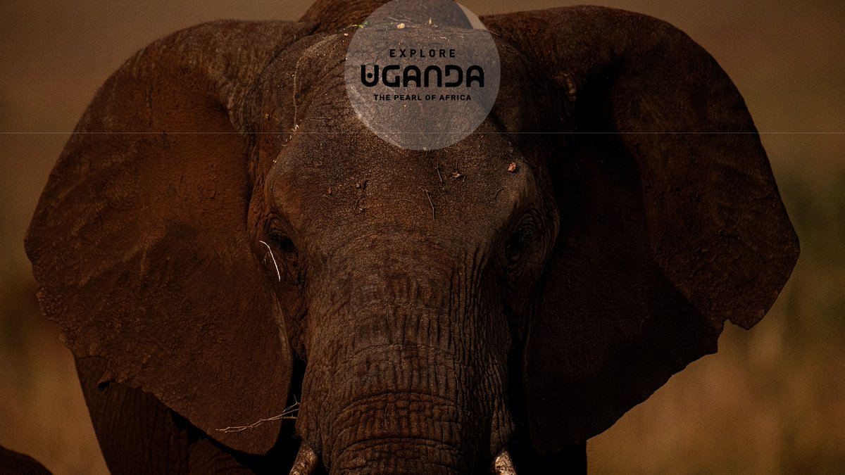 ExploreUganda's tweet photo. 𝟏𝟏:𝟏𝟏 ✨

ᴇʟᴇᴘʜᴀɴᴛ ᴄᴏɴꜰɪᴅᴇɴᴄᴇ ᴏʀ ʟᴇᴏᴘᴀʀᴅ ꜰᴏᴄᴜꜱ?

ᴘɪᴄᴋ ʏᴏᴜʀ ᴍᴏᴏᴅ ꜰᴏʀ ᴛʜɪꜱ #ᴡᴀʟʟᴘᴀᴘᴇʀᴡᴇᴅɴᴇꜱᴅᴀʏ ᴀɴᴅ ɢɪᴠᴇ ʏᴏᴜʀ ʟᴏᴄᴋꜱᴄʀᴇᴇɴ ᴀ ᴅɪꜱᴛɪɴᴄᴛʟʏ ᴜɢᴀɴᴅᴀɴ ʟᴏᴏᴋ.

#ᴇxᴘʟᴏʀᴇᴜɢᴀɴᴅᴀ https://t.co/B5FV554NmU