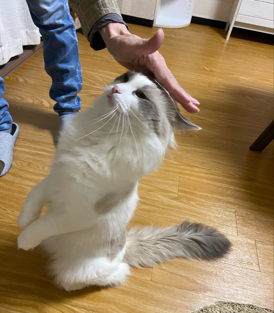 Waka_ColorSing's tweet photo. 撫でられに行くスタイル🐱
『立ち上がるにゃぁぁぁん！』 https://t.co/HRGaTFGvsf