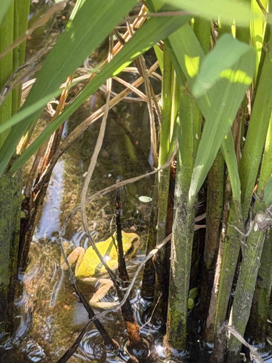 baikada's tweet photo. 8/3 #herpthon 東神楽町 654233 ヒガシニホンアマガエル。黄色が強いザンティックっぽい個体とノーマル https://t.co/XaJXR3zqKA
