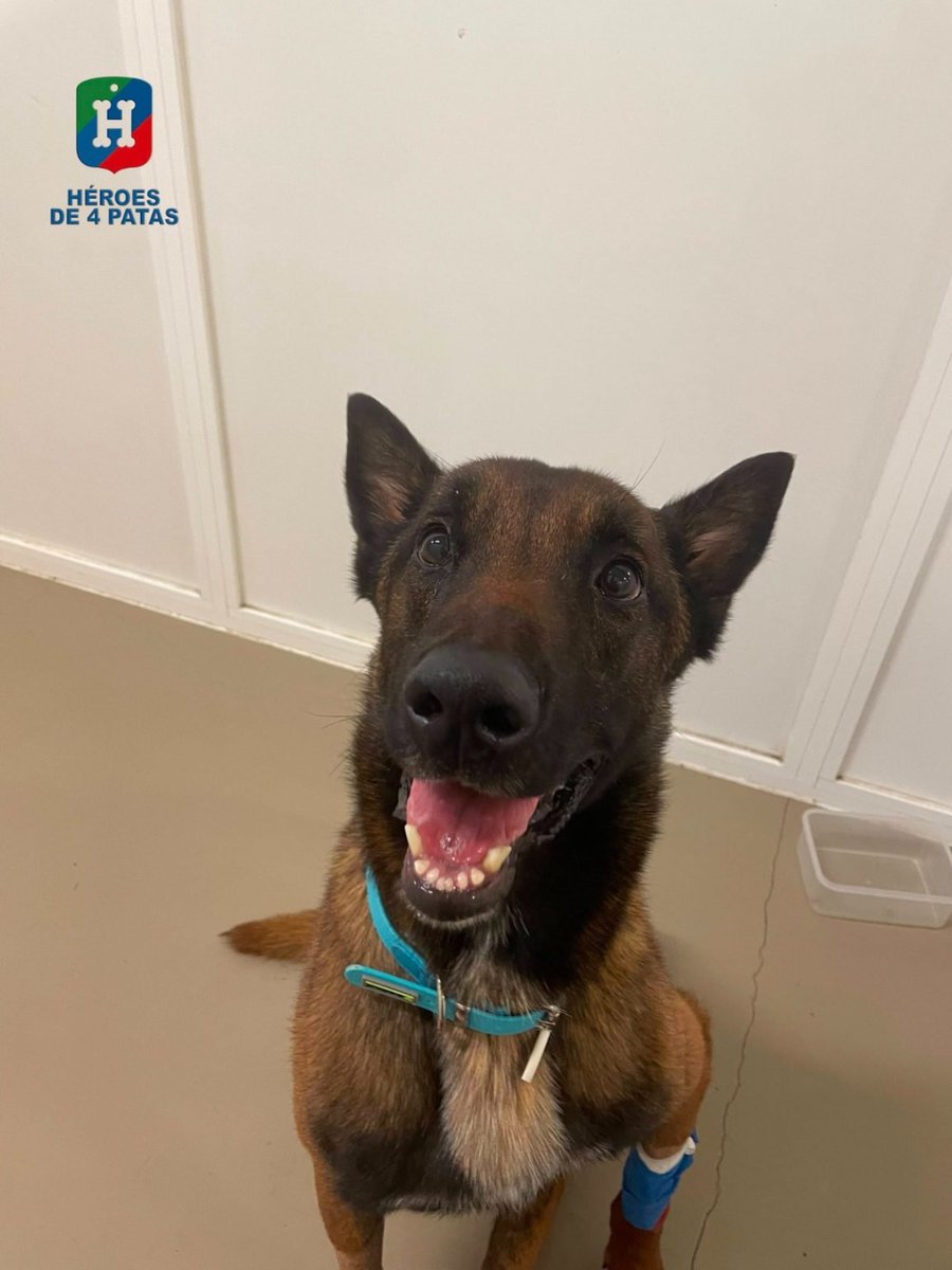 policia's tweet photo. 🐾💙 Chico busca una segunda oportunidad

Este Pastor Belga Malinois, antiguo compañero de @policia, se jubila por una lesión en la columna
 Evoluciona favorablemente y solo necesita cuidados, paseos y mucho cariño

¿Nos ayudas a encontrarle el hogar que merece? 🙏🐶

#AdoptaNoCompres
#AdoptaUnJubilado

https://t.co/4IWhnY4l0b