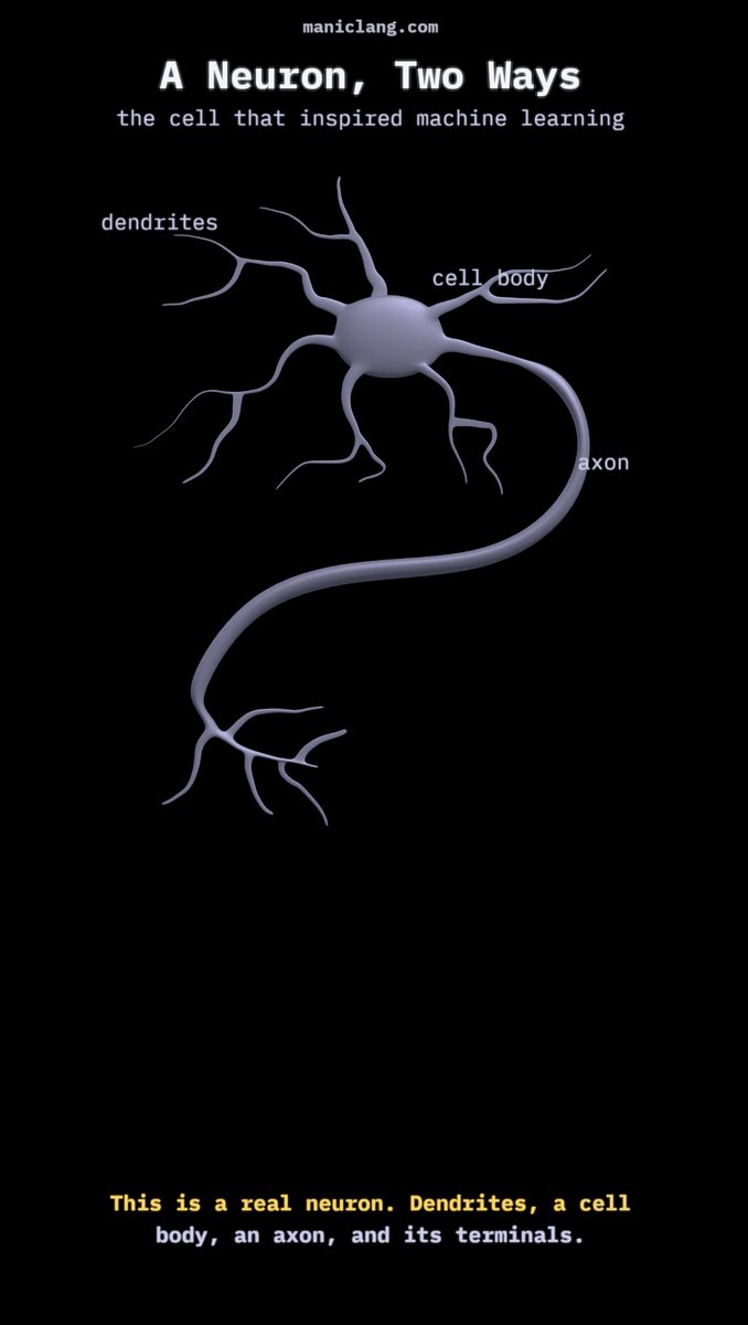 An illustration of a neuron with labeled parts including dendrites, cell body, and axon, under the heading 'A Neuron, Two Ways' from maniclang.com.