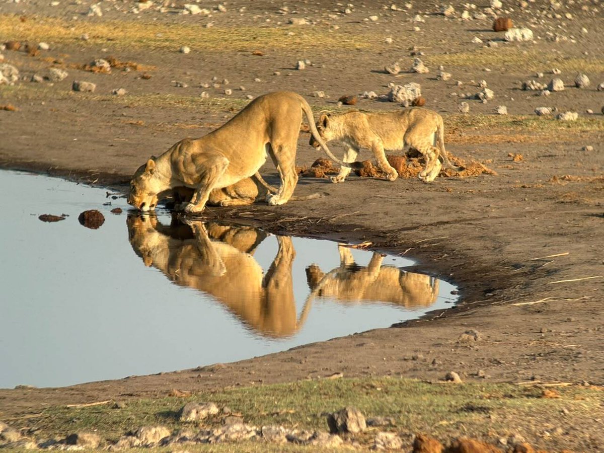 GondwanaLodges's tweet photo. A mother and her little ones sharing a quiet moment at the waterhole in Etosha National Park🦁

📍 Etosha Safari Lodge: https://t.co/iQ4ThPuJ9n

#EtoshaNationalPark #Lioness #LionCub #WildlifeNamibia #Namibia #SafariNamibia #GondwanaCollection https://t.co/wT93Hrak17