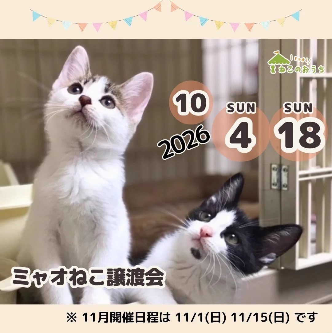 ミャオ！ねこのおうち【譲渡会・東京】 on X: 