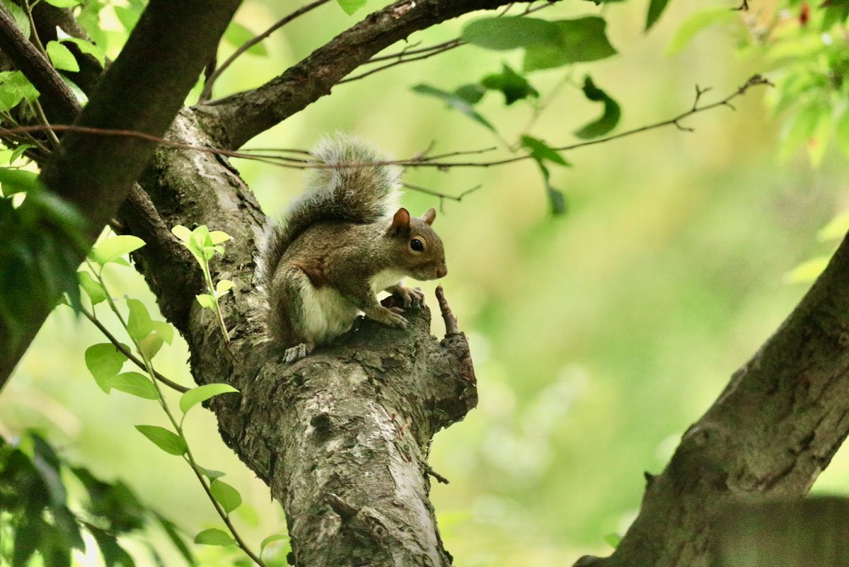 sciuridaely's tweet photo. It’s going to be a great #Sciuridae for nut gathering!
On #Sciuridae, I'll take the balcony seat as long as it has easy access to the nut box.
Every day is #Sciuridae!
#fightlikeasquirrel #SquirrelStrong 🐿️💪 #SaveGreySquirrelUK #SquirrelScrolling #squirrel #Eichhörnchen https://t.co/4nEp9OCX4g