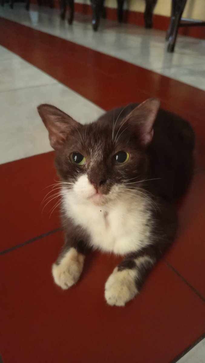 pawkucingg's tweet photo. @yukithecharcoal anak ku yg coklat https://t.co/LG3SfaPrOz