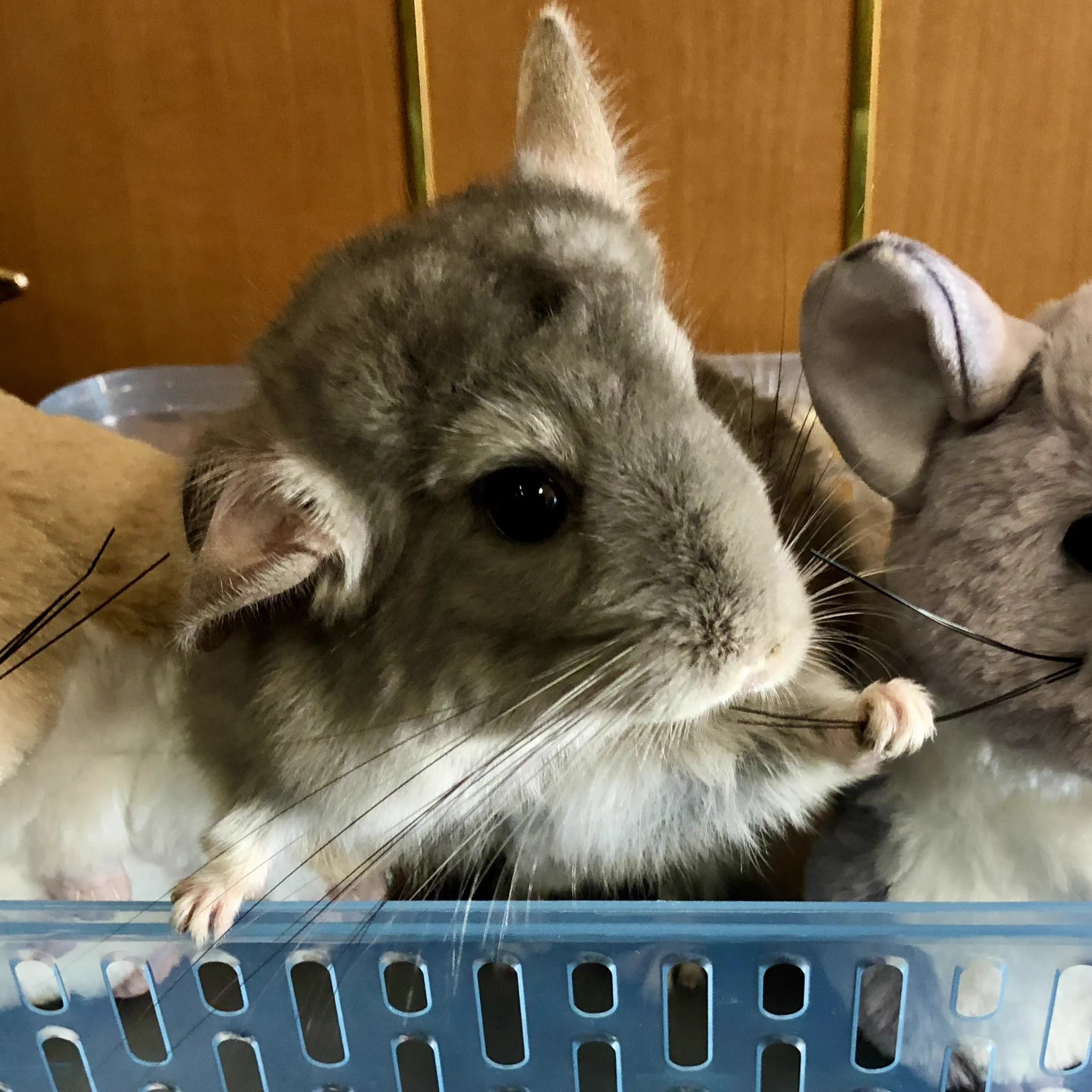 うにといくら on X: 