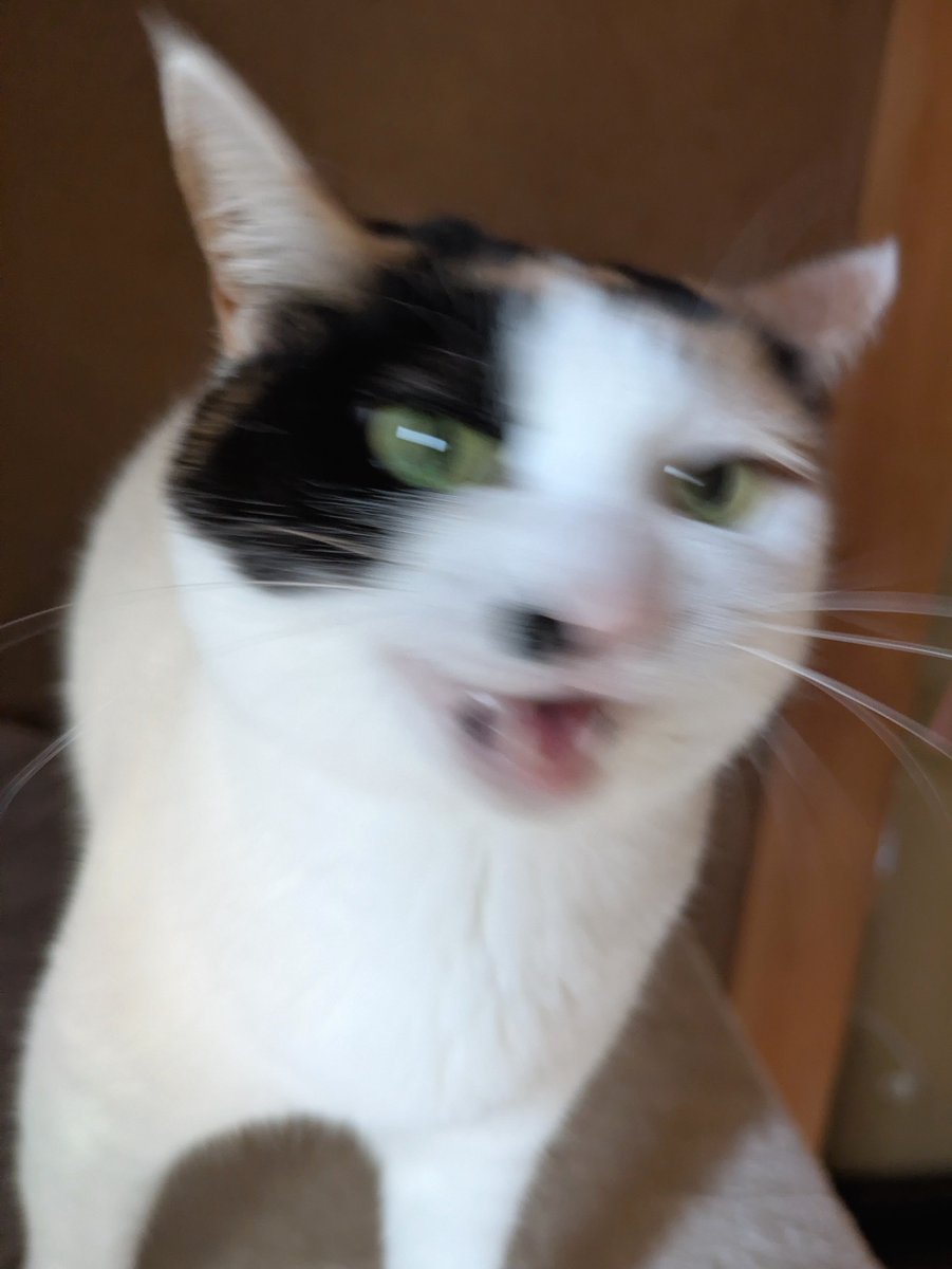 shakebentou915's tweet photo. レタス高すぎて嘆くワイ vs レタスないと大鳴きする猫

勝者：猫 https://t.co/4a9wcsAGBV
