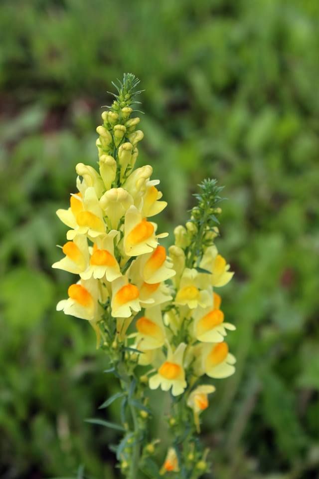 TheBiotaDiary's tweet photo. They seriously look like butter and egg 𔓘

#linaria #flower #diary https://t.co/k9odSJZkO5