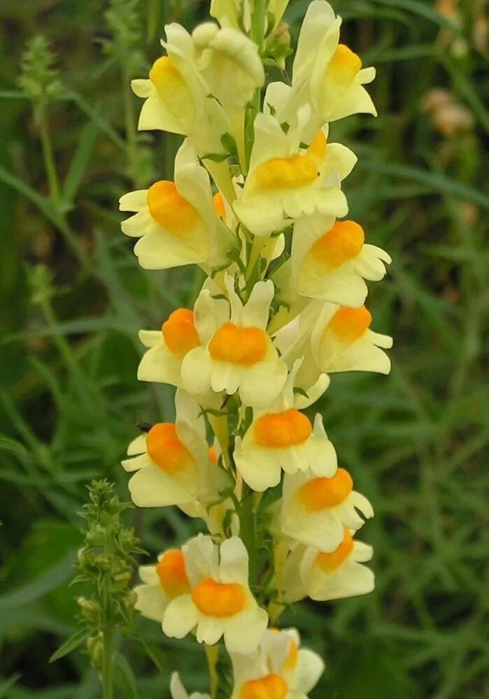 TheBiotaDiary's tweet photo. They seriously look like butter and egg 𔓘

#linaria #flower #diary https://t.co/k9odSJZkO5