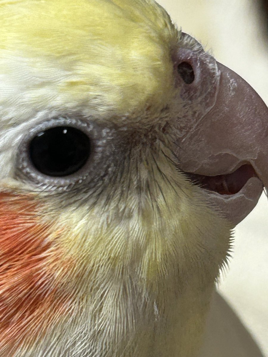 yp3s87's tweet photo. 名前:ごまちゃん
性別:不明
種類:オカメインコ
日時:2026年9/30
場所:大阪市平野区ライフ付近
近隣にお住まいの方、お近くのマンションや集合住宅などにお住まいの方がいらっしゃいましたら、ベランダや建物周辺などを気にして見ていただけますと幸いですDMにてご連絡いただけますと幸いです
#迷い鳥 https://t.co/XVwJ6QW6Rd