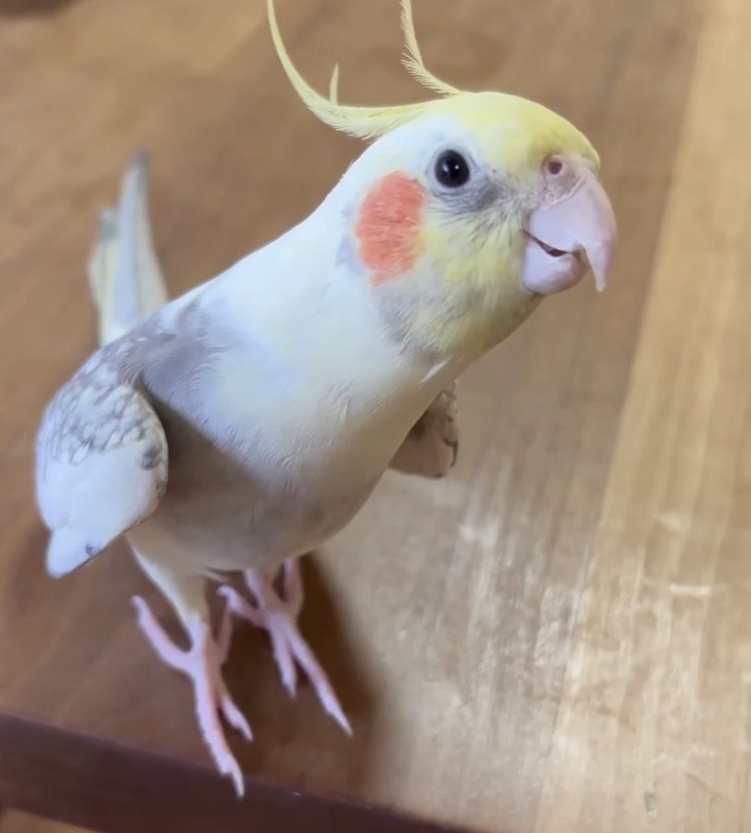 yp3s87's tweet photo. 名前:ごまちゃん
性別:不明
種類:オカメインコ
日時:2026年9/30
場所:大阪市平野区ライフ付近
近隣にお住まいの方、お近くのマンションや集合住宅などにお住まいの方がいらっしゃいましたら、ベランダや建物周辺などを気にして見ていただけますと幸いですDMにてご連絡いただけますと幸いです
#迷い鳥 https://t.co/XVwJ6QW6Rd