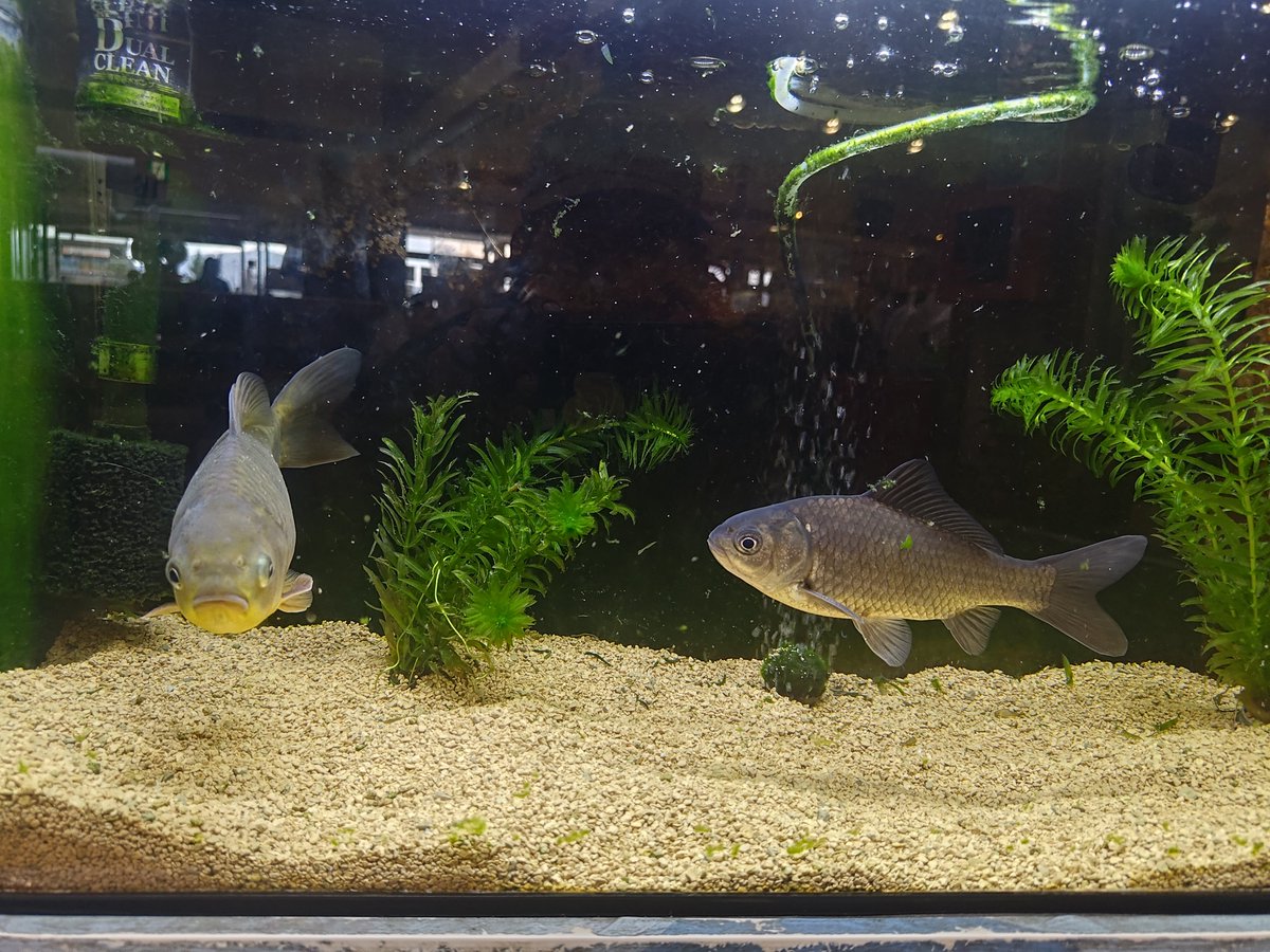 MUTEX_NWS's tweet photo. お魚 https://t.co/e8LlpUQMpk