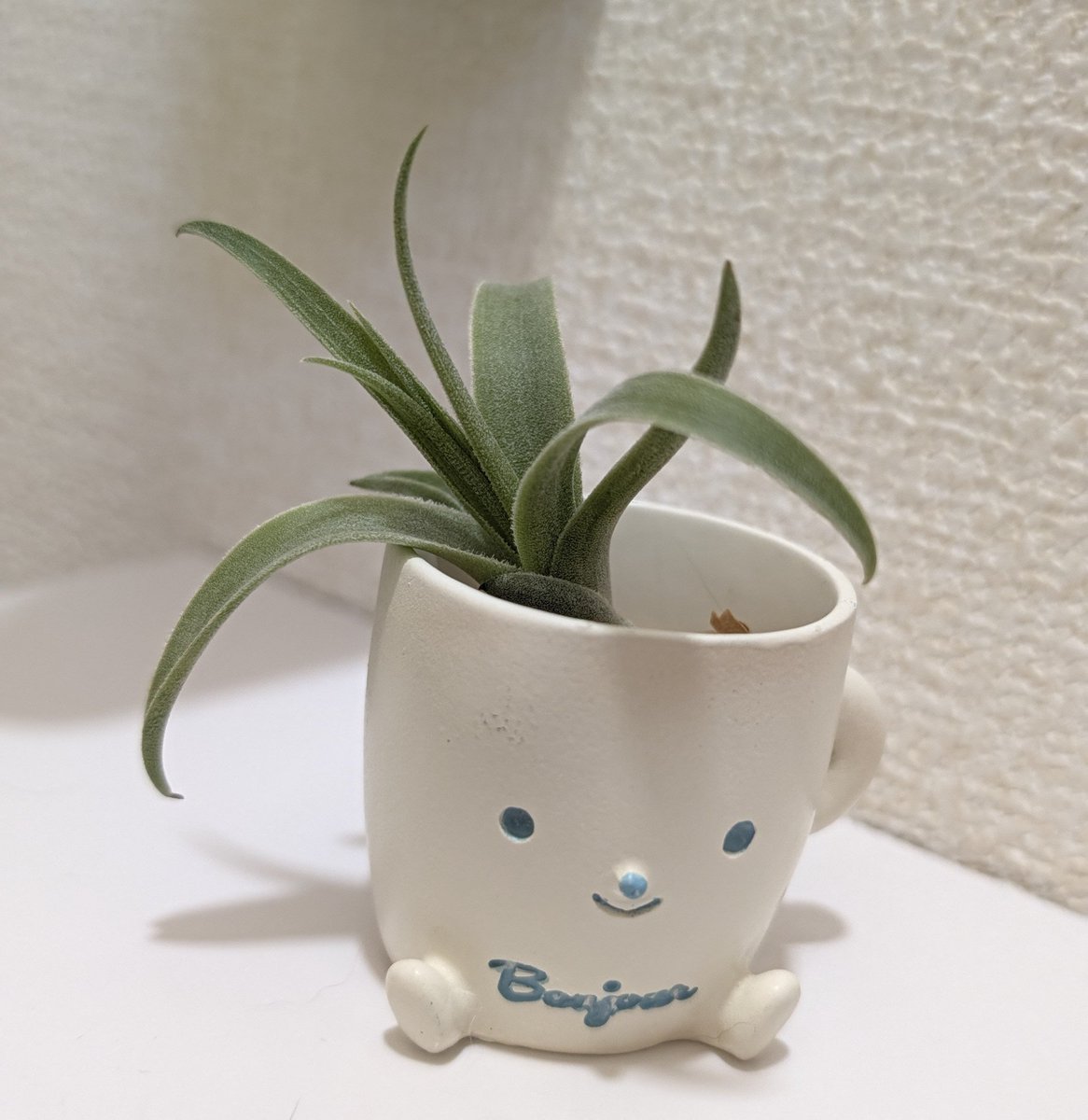 harugamen's tweet photo. 草の成長著しくとても嬉しい。 https://t.co/4Zd6jnrNTK