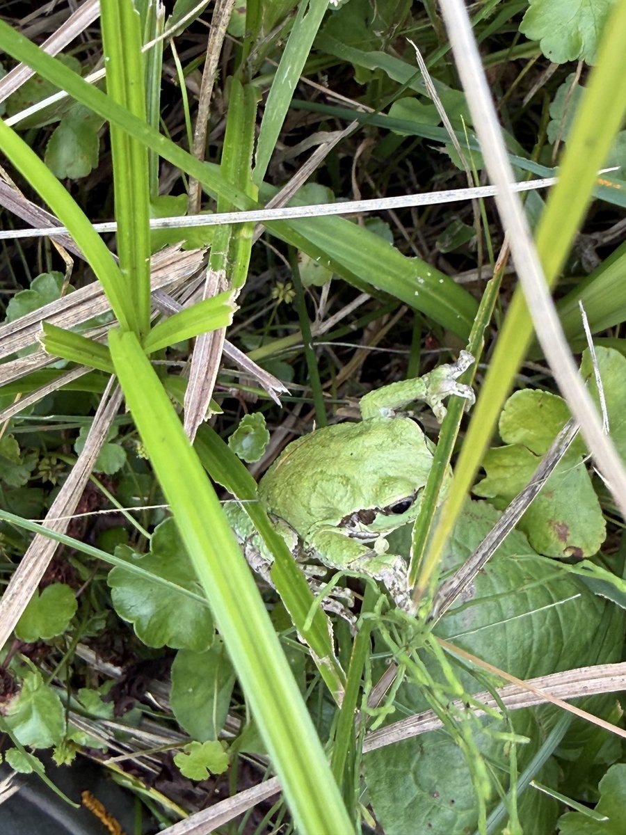 baikada's tweet photo. 8/3 東神楽町 #herpthon 654235 シマヘビ抜け殻、ヒガシニホンアマガエル。この他にニホンカナヘビを見るも写真撮れず https://t.co/ES6EJMcE0g