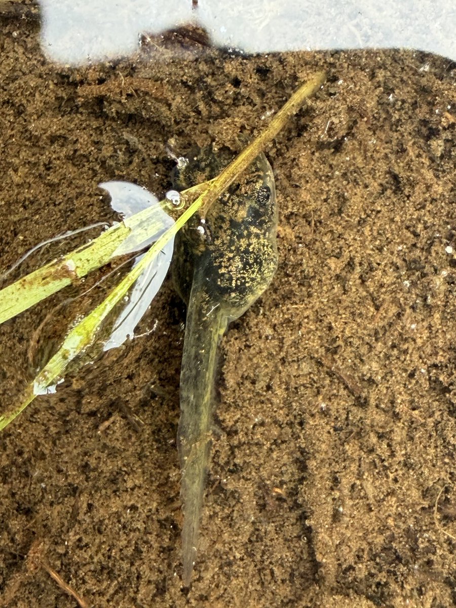 baikada's tweet photo. 8/3 東神楽町 #herpthon 654235 シマヘビ抜け殻、ヒガシニホンアマガエル。この他にニホンカナヘビを見るも写真撮れず https://t.co/ES6EJMcE0g