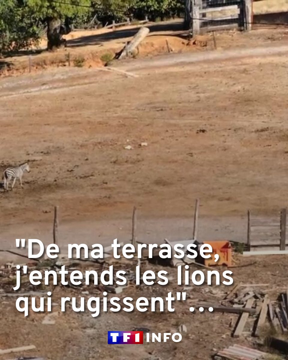 TF1Info's tweet photo. "De ma terrasse, j'entends les lions qui rugissent" : un zoo du Tarn à l'abandon inquiète le voisinage
➡️ https://t.co/bWs0wNETSB https://t.co/FrgFBchxIg