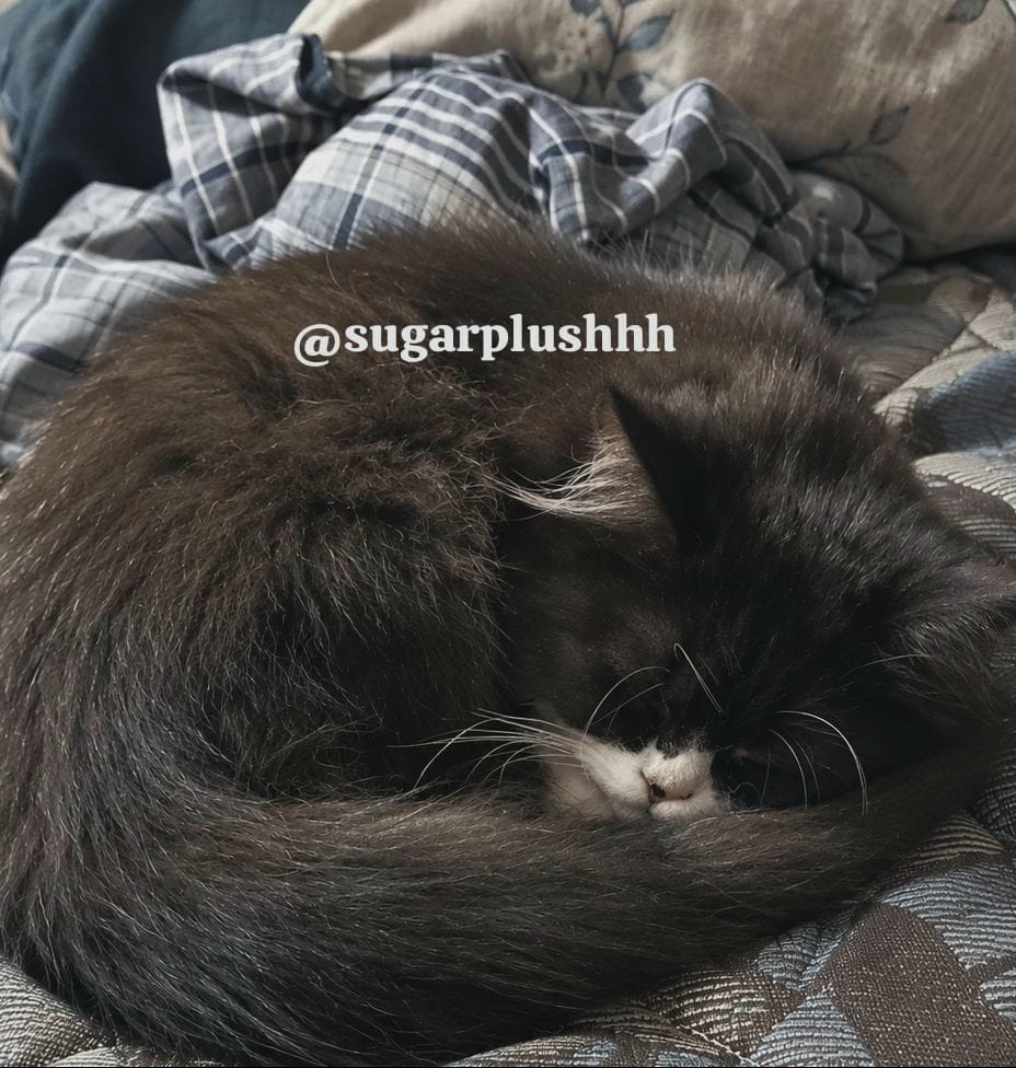 sugarplushhh's tweet photo. my baby Oreo 🖤 https://t.co/9B53ynQKtO