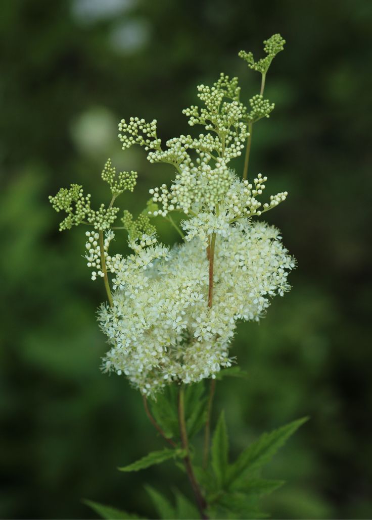 TheBiotaDiary's tweet photo. They are sweet and pretty, but still symbolize uselessness -.-

#meadowsweet #flower #diary https://t.co/Y66poEsHCF