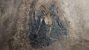 RobyChil's tweet photo. L’#origine dei #pipistrelli #ridisegnata #dalle #mappe del DNA #antico. I #pipistrelli #rappresentano un capolavoro biologico unico tra tutti i mammiferi. Capaci di volo battente controllato, dotati di un sofisticato sistema di...
Continua a leggere qui: https://t.co/oonFMlLUMr https://t.co/of1IzKJO9W