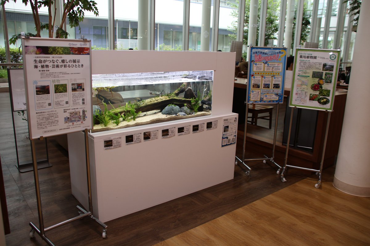 kitasato_hosp's tweet photo. 🐟癒しの水槽が設置されました🐟
本館1階けやきサロンに、水槽が設置されました。

水槽のメンテナンスは、海洋生命科学部アクアリウムラボの学生たちが担当します。

受診の待ち時間などに、ぜひお立ち寄りください。
魚たちを眺めながら、ほっとひと息ついてみませんか。

#北里大学病院 https://t.co/pTLfviX9IY