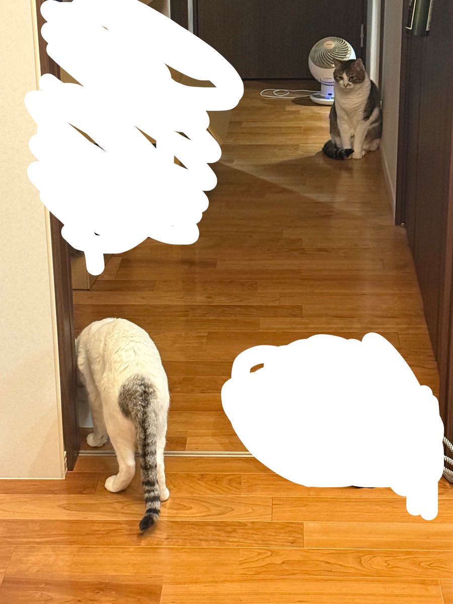 na_chan711's tweet photo. ご飯とられて見つめてる🐈‍⬛
可哀想だからあとでチュールあげるってよ😭 https://t.co/1RX7tYtMoj