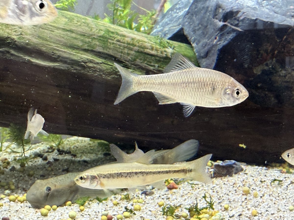 kitasato_hosp's tweet photo. 🐟癒しの水槽が設置されました🐟
本館1階けやきサロンに、水槽が設置されました。

水槽のメンテナンスは、海洋生命科学部アクアリウムラボの学生たちが担当します。

受診の待ち時間などに、ぜひお立ち寄りください。
魚たちを眺めながら、ほっとひと息ついてみませんか。

#北里大学病院 https://t.co/pTLfviX9IY
