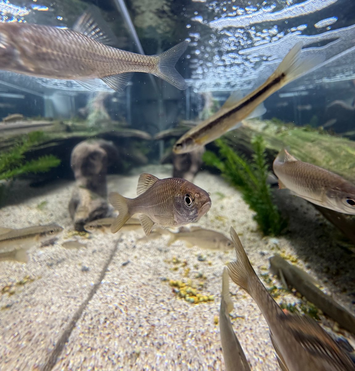 kitasato_hosp's tweet photo. 🐟癒しの水槽が設置されました🐟
本館1階けやきサロンに、水槽が設置されました。

水槽のメンテナンスは、海洋生命科学部アクアリウムラボの学生たちが担当します。

受診の待ち時間などに、ぜひお立ち寄りください。
魚たちを眺めながら、ほっとひと息ついてみませんか。

#北里大学病院 https://t.co/pTLfviX9IY