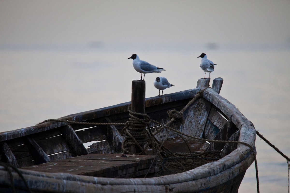 PatrickDahmen4's tweet photo. The seagull at noon got stuck in the stuffy boat. https://t.co/pYiCmp7yNc