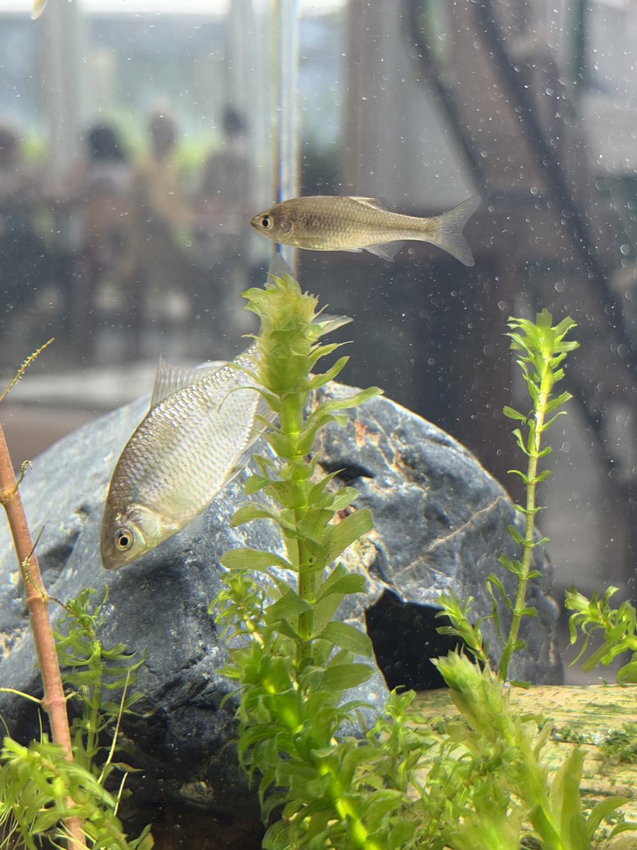 kitasato_hosp's tweet photo. 🐟癒しの水槽が設置されました🐟
本館1階けやきサロンに、水槽が設置されました。

水槽のメンテナンスは、海洋生命科学部アクアリウムラボの学生たちが担当します。

受診の待ち時間などに、ぜひお立ち寄りください。
魚たちを眺めながら、ほっとひと息ついてみませんか。

#北里大学病院 https://t.co/pTLfviX9IY