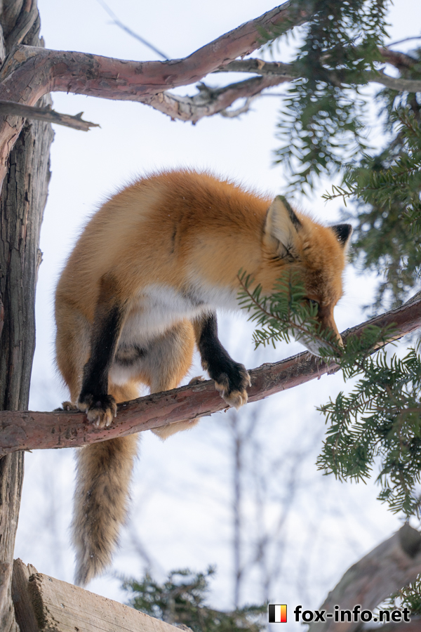 fox_info_net's tweet photo. バランスゲーム₍₍🦊⁾⁾ https://t.co/kZ0dQsTGAD