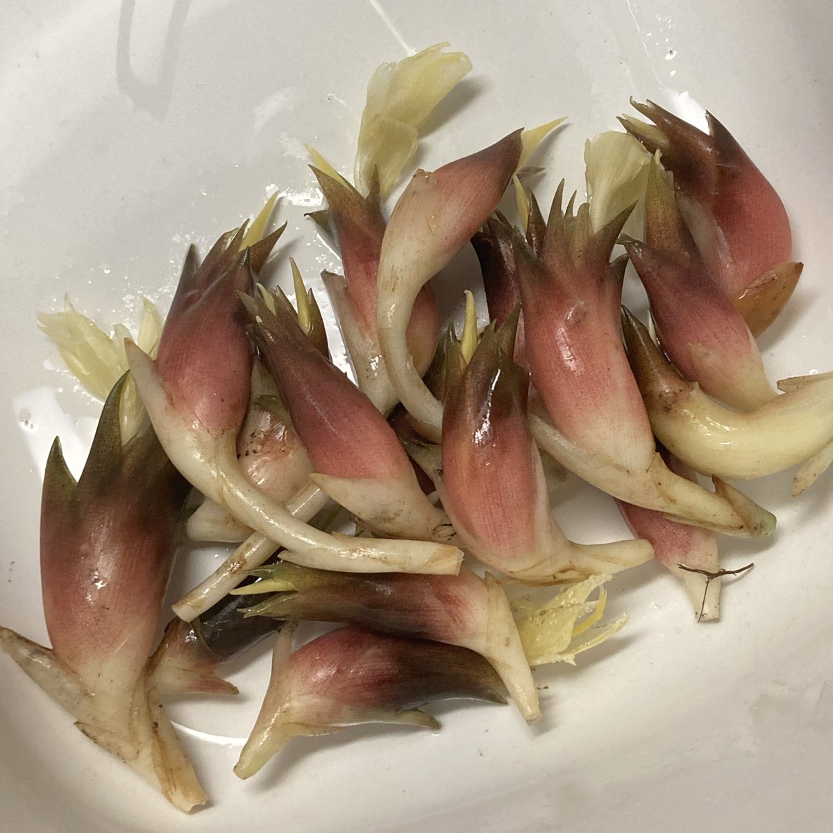 buchonnu's tweet photo. ミョウガが豊作。
まぁ半畳程度の畑なのでたかが知れてるんだけど、うちで消費する分には充分。
白い花芽が見えるのを収穫の目安にしてても、帰宅が遅くなって一日見なかったらもう花咲いてる😅
たぶん今日が収穫量のピークかな。 https://t.co/qEVGGhCQnn