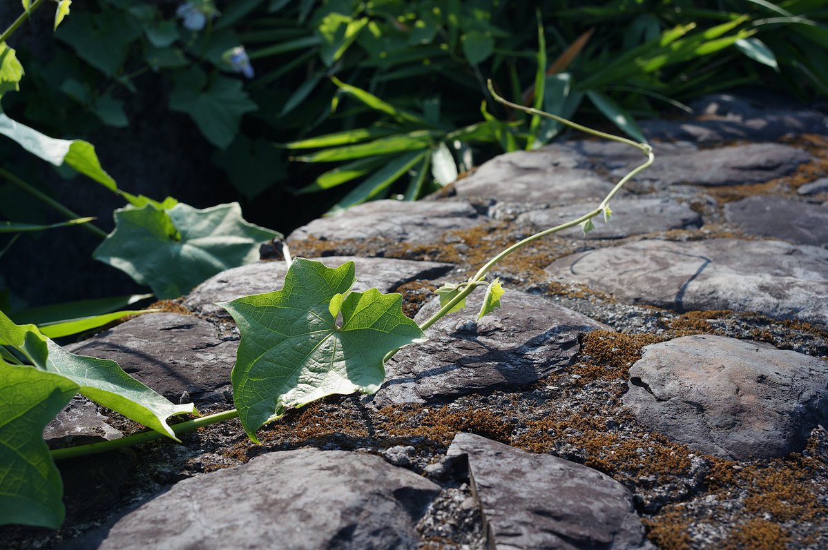 krishna953x's tweet photo. #GreenLeaves #GreenLeaf #Greenery #LeafPhotography #PlantPhotography #Foliage #Leaves #Plants #NaturePhotography #Nature #ContaxG28 #ContaxG #ZeissBiogon28mmF28 #Biogon28mmF28 #SonyNex5N #SonyNEX #MirrorlessPhotography #Photography #fotografia #fotografie #Photographie https://t.co/cgkJbDOYCY