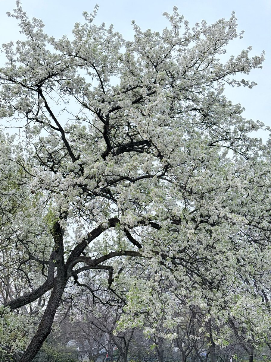 70ny2512's tweet photo. [In 苛园, everyone's here to catch the best moments of spring!]， https://t.co/9FeLElyWOZ