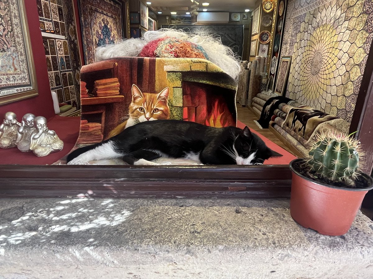 flatbeli's tweet photo. モンテネグロ🇲🇪
ペラストとコトル
の街。コトルは猫🐈
がいて癒されました https://t.co/5idt8rJYYd