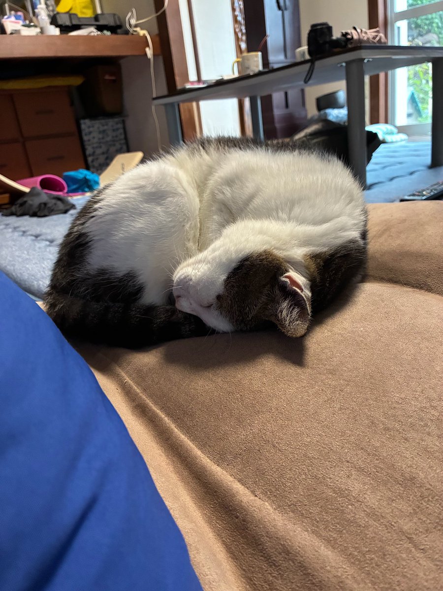 Cxo8Q's tweet photo. 今日のねこぴー https://t.co/gbVlLL70Gb